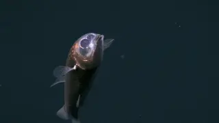 Atlantic Deep Reveals First In-Situ Footage of Rare Barreleye and Serpentinization Vents