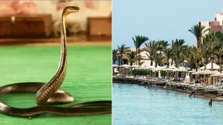 German holidaymaker dies after cobra crawl into pants during Egypt resort show