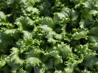 US Cyclospora Outbreak Expands as Produce Scrutiny Increases
