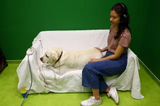 Dogs Track Consonants in Human Speech, Mirroring Infant Language Processing