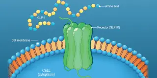 Genetic clues tie GLP-1 receptor activation to better mental well-being and lower psychiatric risk