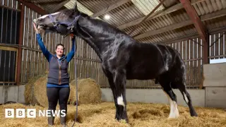 Towcester's giant Hugo the Shire horse could keep growing