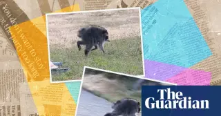 Jimothy the Seattle raccoon becomes the internet's unlikely superstar