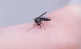 Malaria as the Invisible Cartographer of Ancient Africa