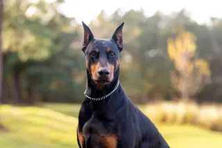 Viral Video Features Doberman's Accidental Portrait During Bath