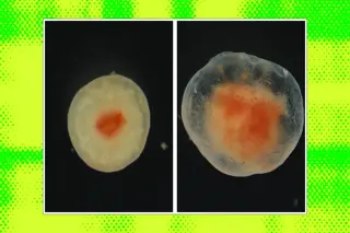 Sea Cucumber Tissue Survives for Years, Sparks Regenerative Hopes