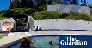 Urban Bears, Suburban Life: Los Angeles Learns to Coexist with Wildlife