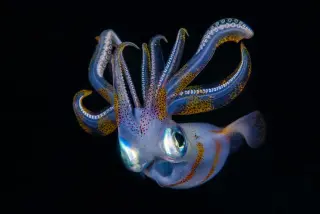 Genomic Clock Reveals Mid-Cretaceous Split of Squid and Cuttlefish