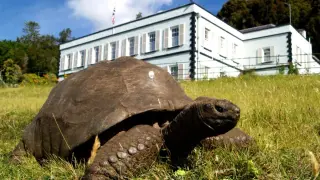 Jonathan the Tortoise’s Genome Reveals Youthful Mitochondria After Fake Death Scandal