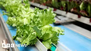 US Cyclospora Outbreak Declared Over After Lettuce Recall