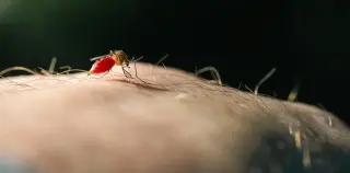 Lab study hints mosquitoes can be conditioned to bite when DEET is present