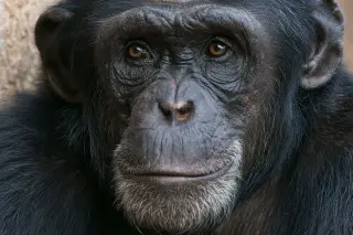 Ape Cognition Breaks the Human-Centric Mold