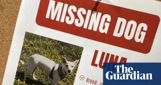 Jack Russell Luna Reunited With Owners After Month-Long Survival in Yellowstone