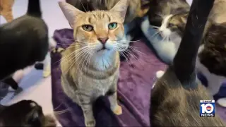 South Florida faces fast-spreading feline parvo with warning for owners