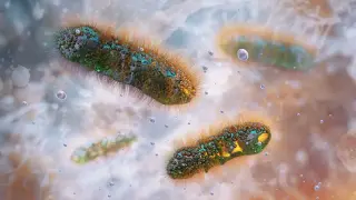Sexually Transmitted Shigella Drives Rise in Untreatable Infections Across US