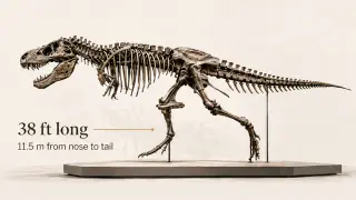 Record-breaking T. rex fetches $50.1 million, fueling debate over fossil access