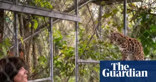 New Bolivian Cloud-Forest Cat Declared a Distinct Species: Leopardus tilcayo