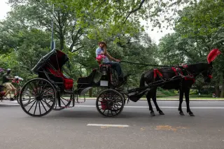 NYC Council to Vote on Historic Ban of Central Park Horse Carriages