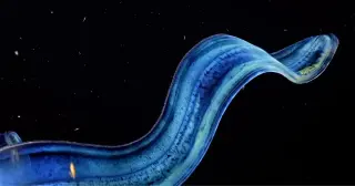 Ancient jelly-like giants rewrite the story of animal brains and light