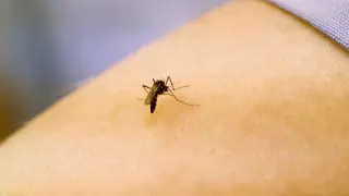 North Carolina Confirms Two Fatal West Nile Virus Cases in Central Region