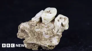 Earliest drug use traced to 25,000-year-old Indonesians via betel nuts
