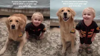 Tiny Trainer: Toddler Imitates Golden Retriever's Tricks