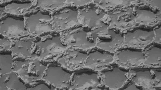 Curiosity Discovers Hexagonal Honeycomb Texture on Martian Surface