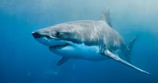 Greenland sharks live for centuries and still see in the deep, debunking the 'blind for life' myth