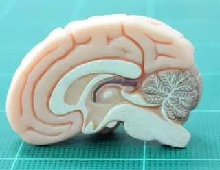 Childhood trauma disrupts hippocampal reward circuits linked to adult anhedonia