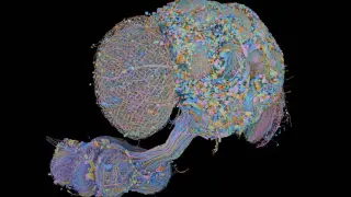 Second Fruit Fly Brain Connectome Complete, Paving Way for Neurobiology
