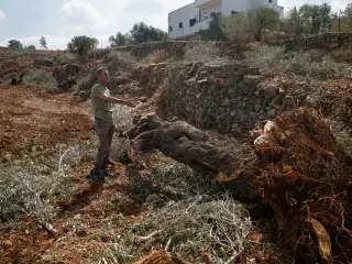 Israeli military orders accelerate West Bank olive tree destruction ahead of harvest