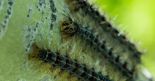 From Backyard Escape to Century-Long Forest Pest