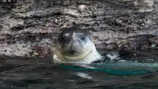 Gyaros: From Devil Island to a sanctuary for Mediterranean monk seals