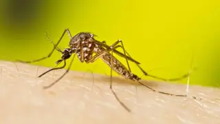 Invasive Aedes aegypti mosquito detected in Davis County for first time