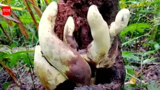 Giant 'D-rex' fungus found in China dates to post-dinosaur era