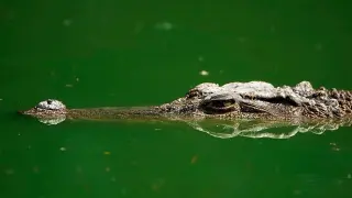 Portuguese businessman pulled from crocodile after disappearance in Komati River (South Africa)