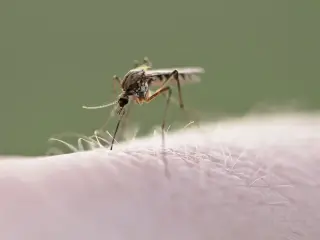 Tampa Bay Records Florida's First Dengue Death of the Year