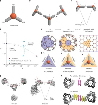 Single-building-block design yields versatile quasisymmetric protein nanocages