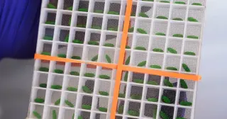 Screwworm resurges in the U.S., forcing a restart of the sterile-fly program