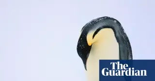 Emperor penguins endangered as Antarctic sea ice vanishes