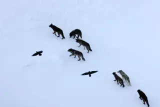 Ravens Map Kill Hotspots Across Yellowstone, Not Just Follow Wolves