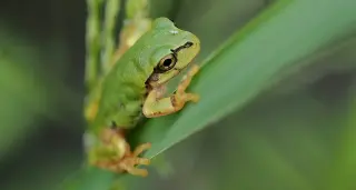 Frog-Derived Bacterium Eradicates Tumors in Mice With a Single Dose