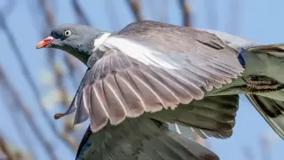 Liver-Based Quantum Compass May Guide Pigeons Home