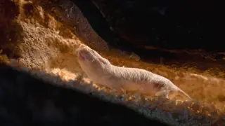 Queen Mole-Rat’s Scent Maintains Reproductive Monopoly