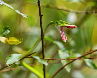 Blink-and-Go: The World’s Fastest Predator Bites