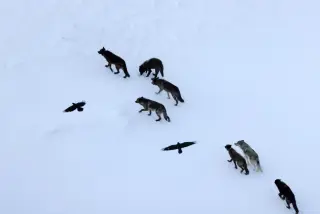 Ravens Navigate to Wolf Kills Using Memory, Not Following Wolves