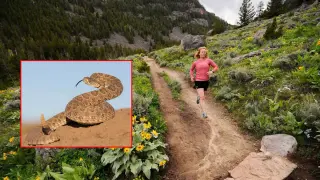 Watch Your Step: Prairie Rattlesnakes Linger in Sinks Canyon