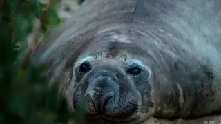 Tasmania's 2,000-pound celebrity seal returns to shore, leaving officials with a wildlife puzzle