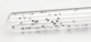 Warm Weather Sparks Minnesota Tick Surge as Outdoor Activity Rises