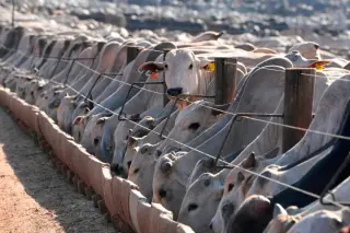 EU blocks Brazilian exports, beef included, as Brazil weighs retaliation